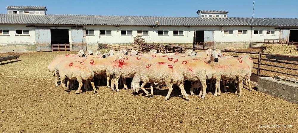 Konya'nın en büyük çiftliği 190 bin adet satın alacak! 5